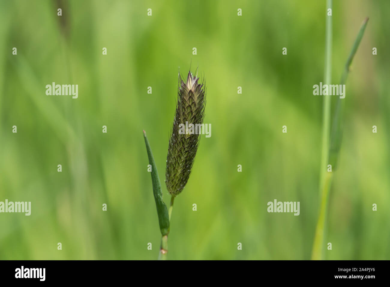 Creeping Foxtail Inflorescence in Springtime Stock Photo