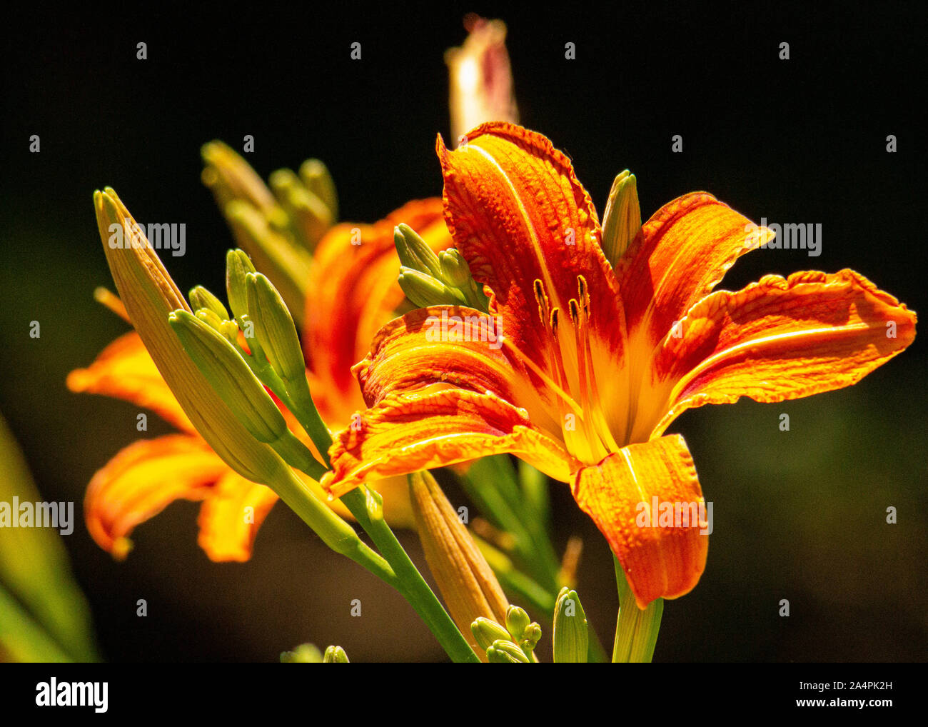 Orange crenelated day lily glows brightly in the sunshine. Stock Photo
