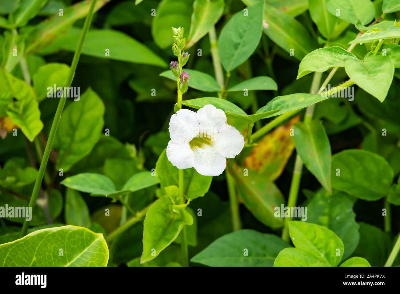 Coromandel Flower in Bloom in Summer Stock Photo