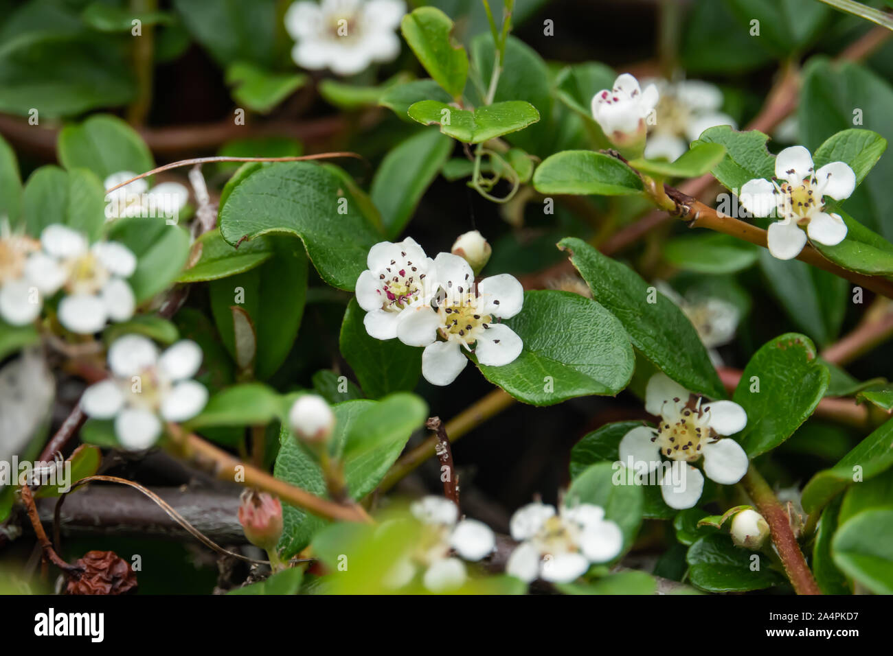 Cotoneaster Flowers in Bloom in Springtime Stock Photo