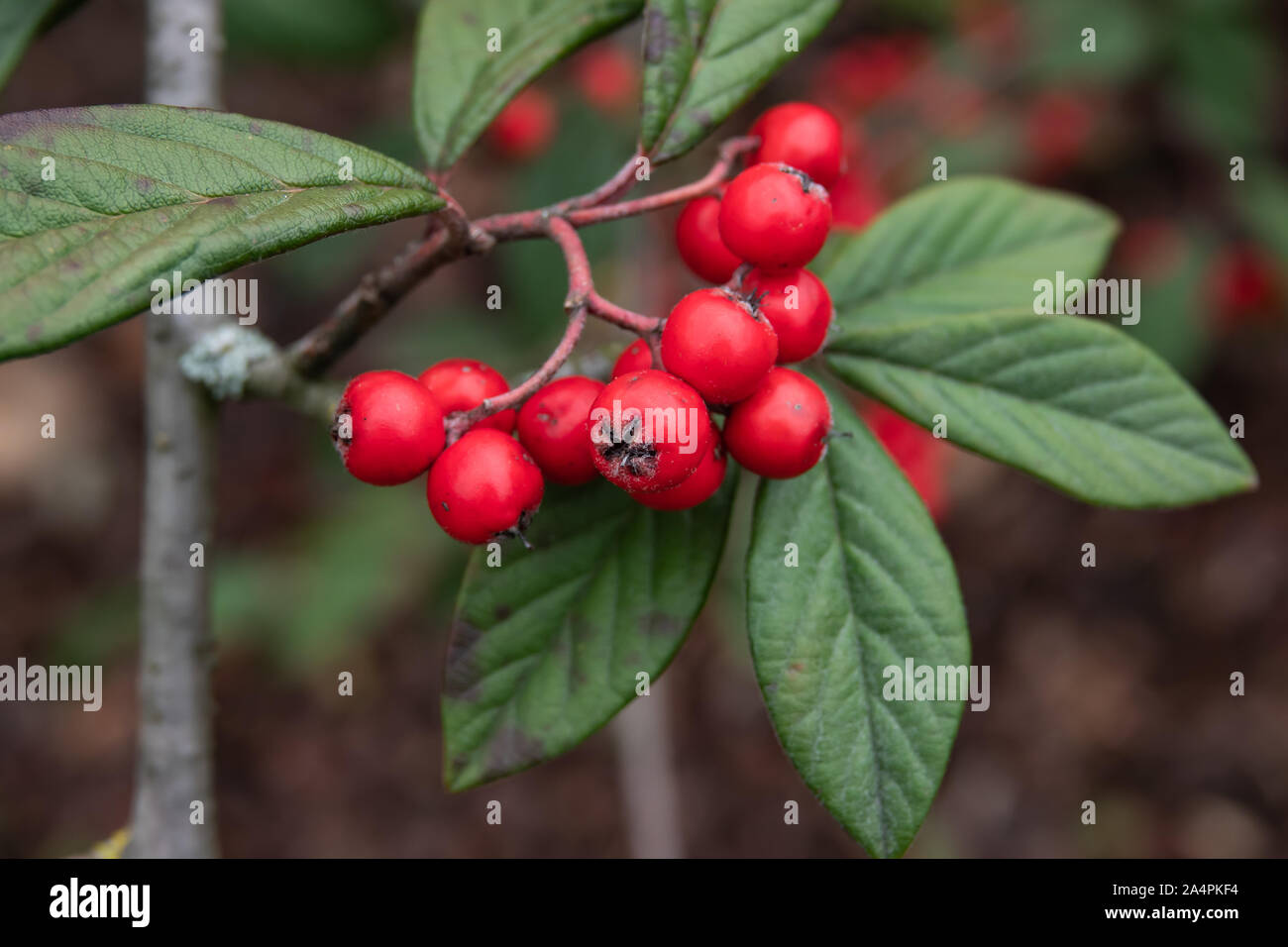 Rugose Cotoneaster Fruits in Winter Stock Photo