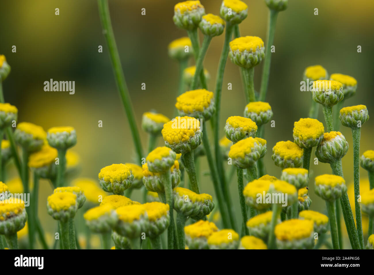 Cotton Lavender Flowers in Bloom in Springtime Stock Photo