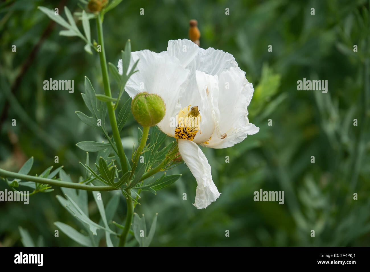 Coulter's Matilija Poppy Flower in Bloom Stock Photo