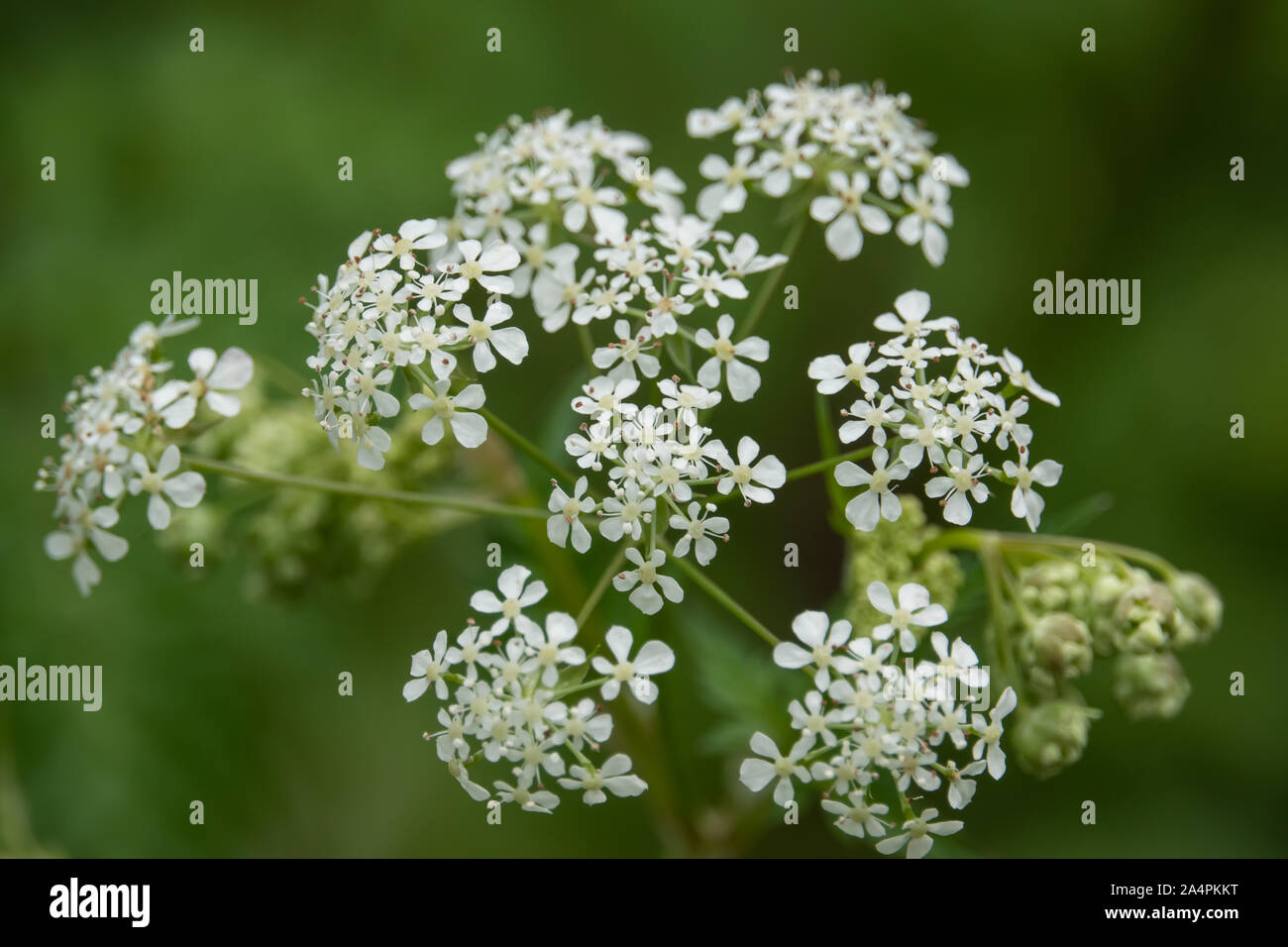 Cow Parsley Flowers in Bloom in Springtime Stock Photo Alamy