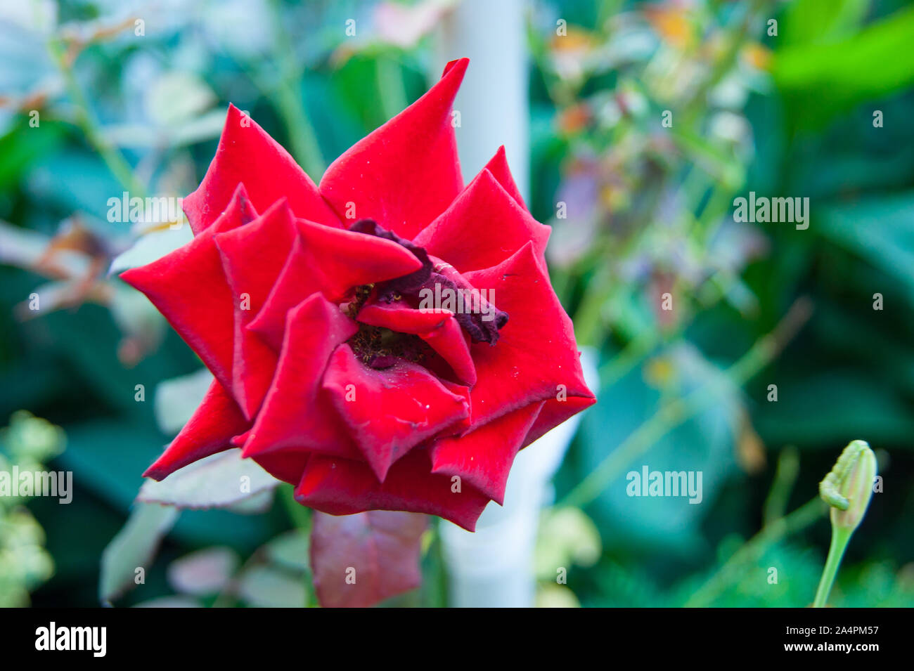 Red rose with sharp corner petals on a blurry background of green grass and foliage. Stock Photo