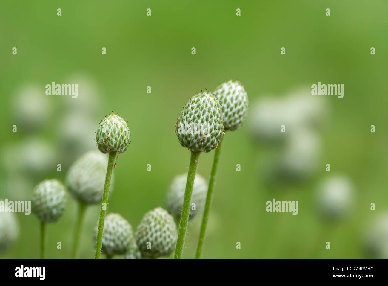Cutleaf Anemone High Resolution Stock Photography and Images - Alamy