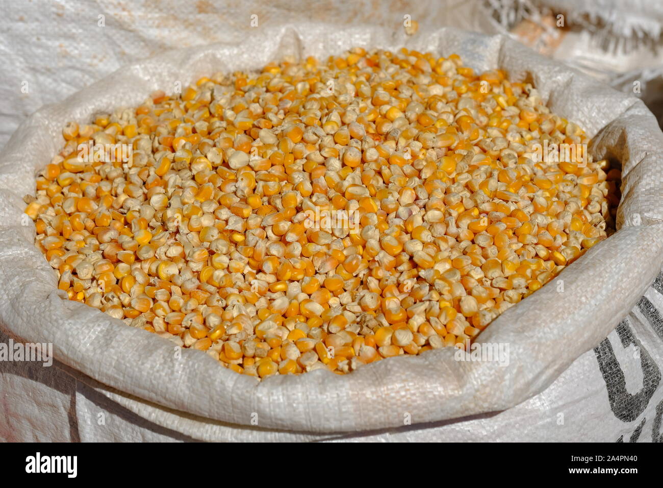 Sack of maize hires stock photography and images Alamy