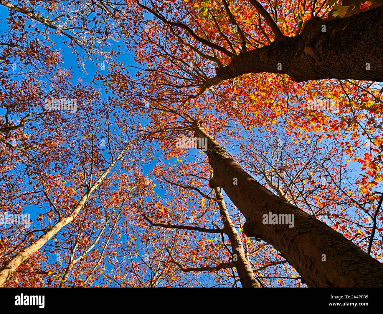 Looking up at vibrant autumn sycamore trees with colorful foliage against blue sky. Stock Photo