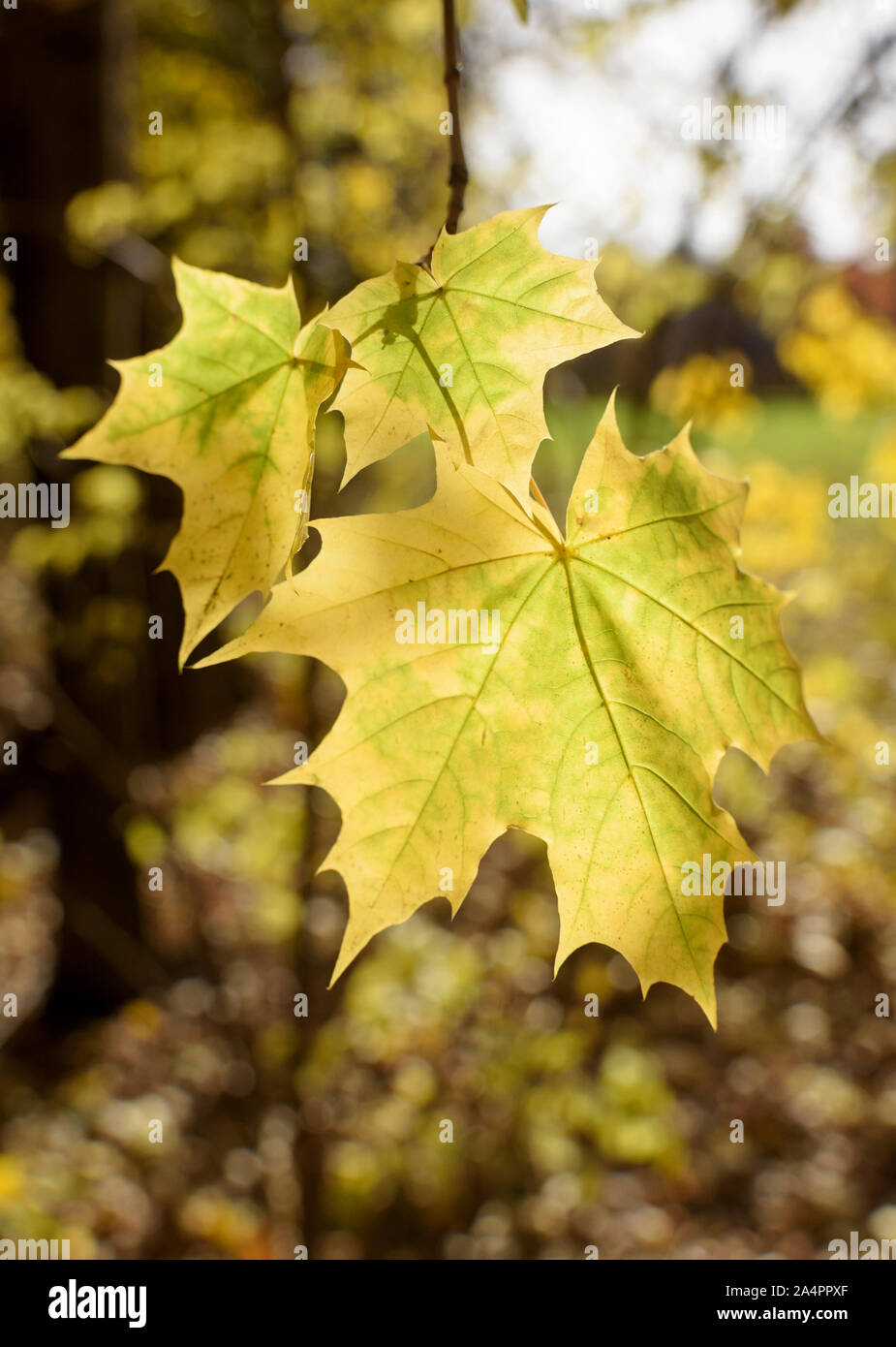 Yellow maple leaves hi-res stock photography and images - Alamy