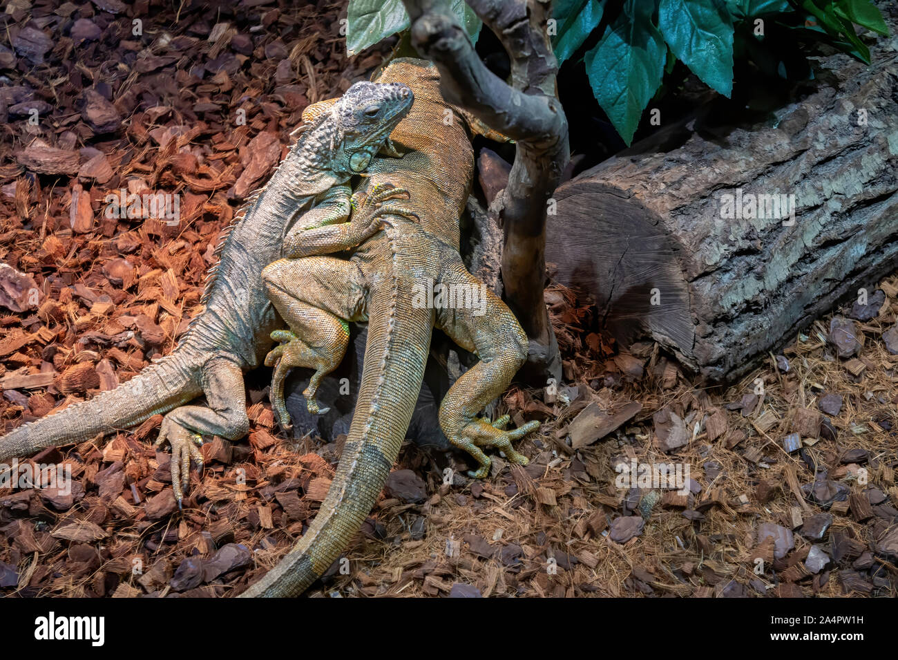 Two iguanas in a terrarium closeup Stock Photo Alamy