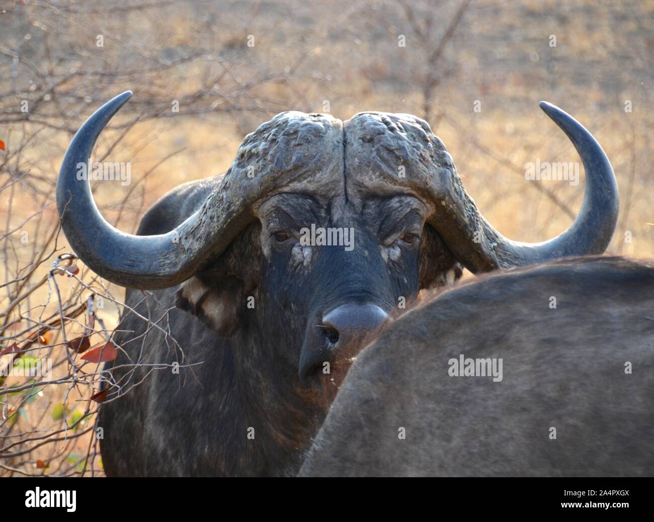 Old male Cape Buffalo bull in Kruger National Park in South Africa gazing toward the camera from behind another animal Stock Photo