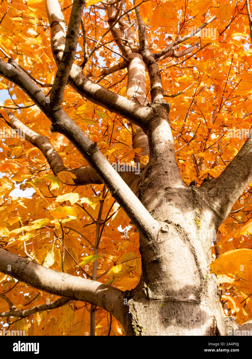 Beautiful orange tree in autumn colors photographed from below Stock ...