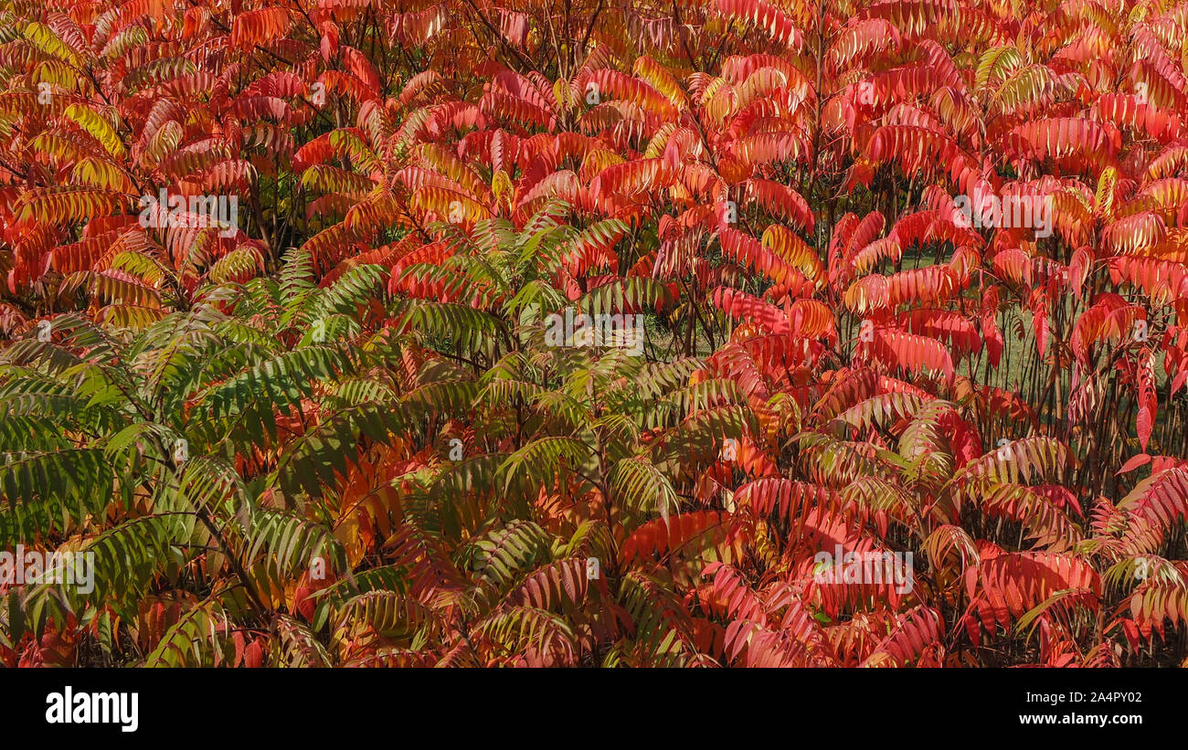 The beautiful colors of autumn Stock Photo