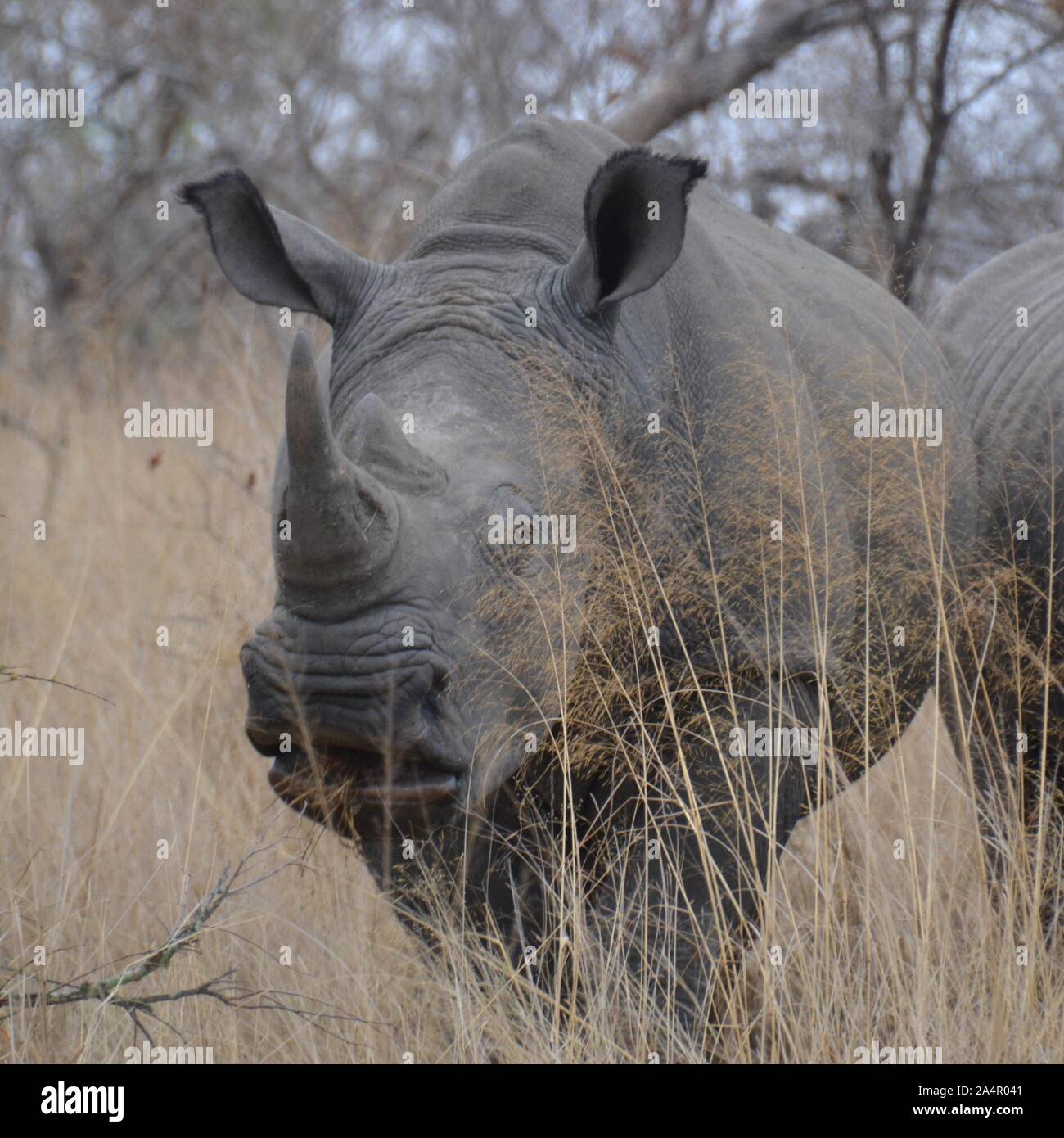 Front on view of a rhinoceros with a large horn in yellow bush veld grassland in Kruger National Park in South Africa Stock Photo