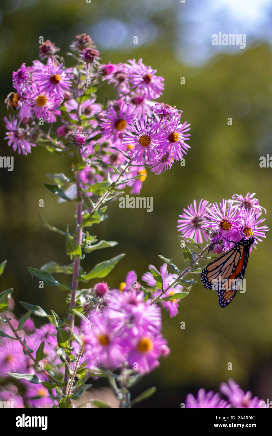 Butterfly hanging on a flower Stock Photo
