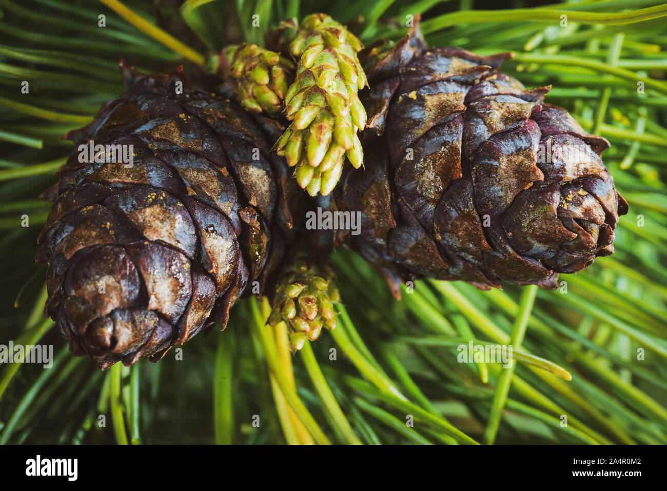 Top view of two cones of evergreen Siberian dwarf pine (Pinus Pumila). Closeup natural floral background, Christmas mood. Vintage instant color photo Stock Photo