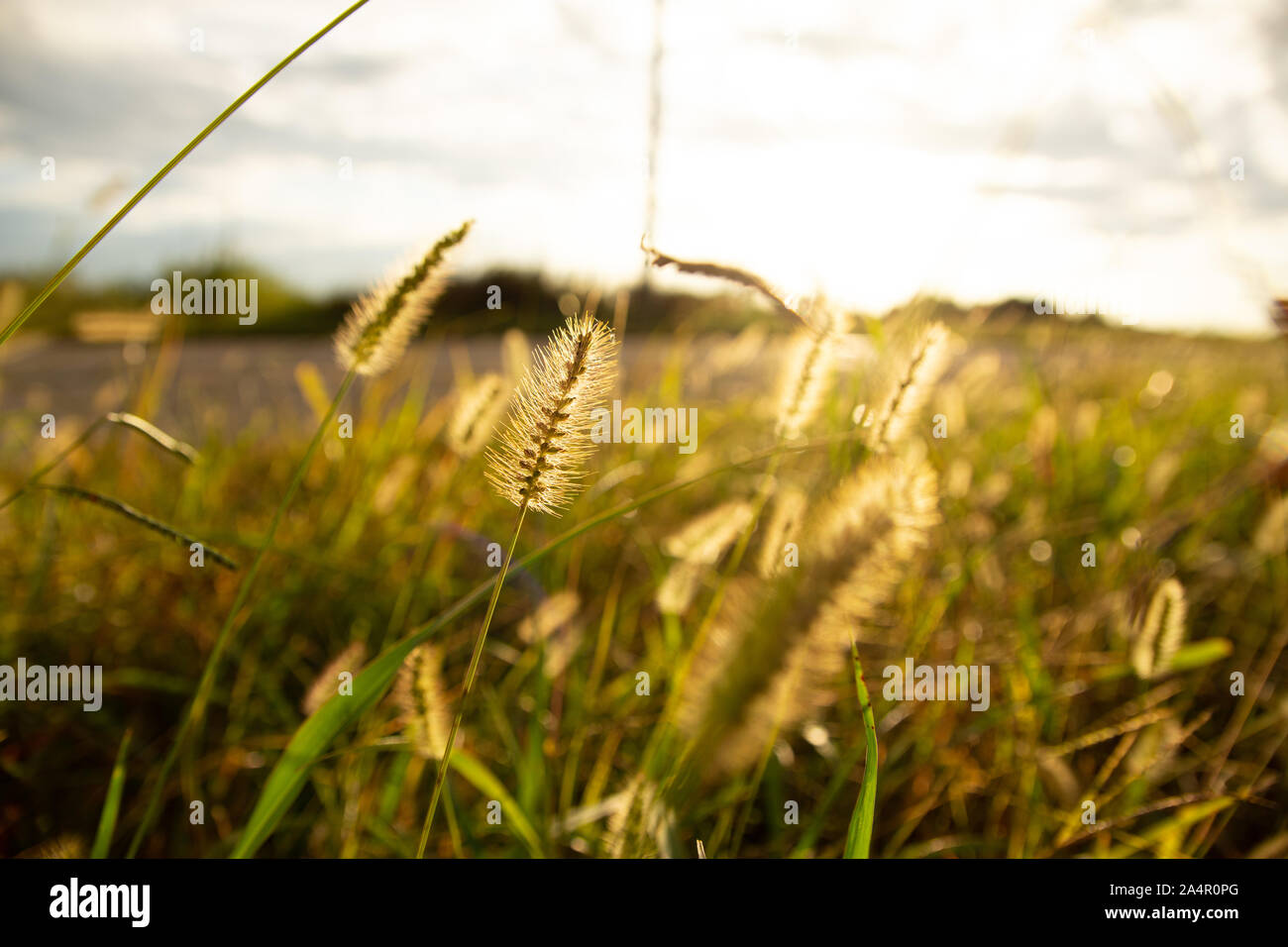 Field under cloudy sky sunset hi-res stock photography and images - Alamy