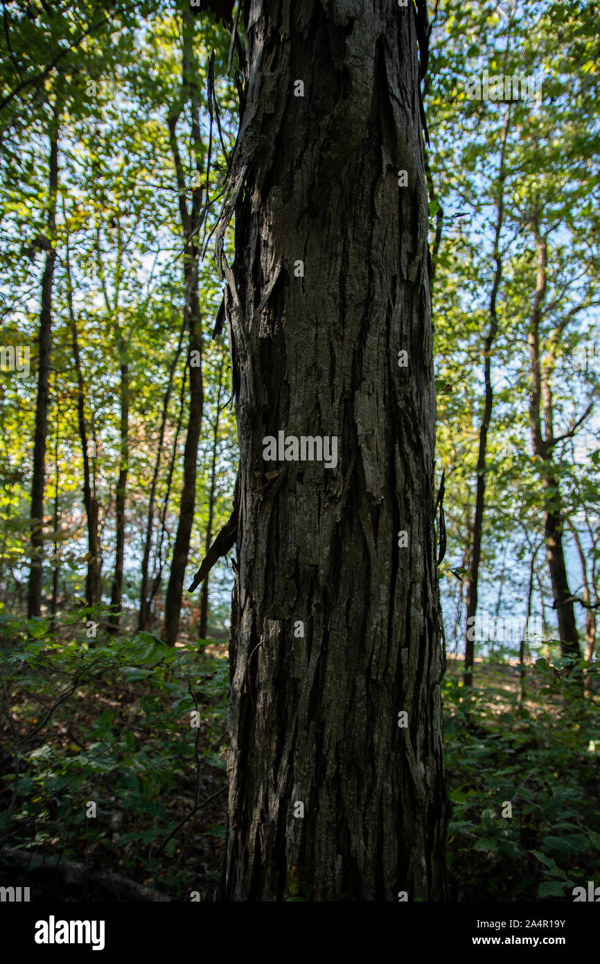 Up close of a tree with peeling bark Stock Photo Alamy