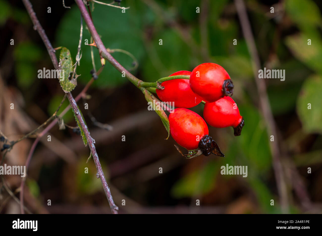 Rose hips from wild rose hi-res stock photography and images - Alamy