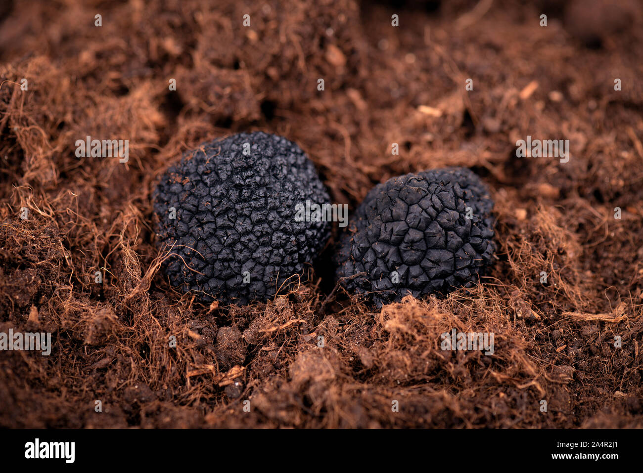 Mushroom cultivation hires stock photography and images Alamy