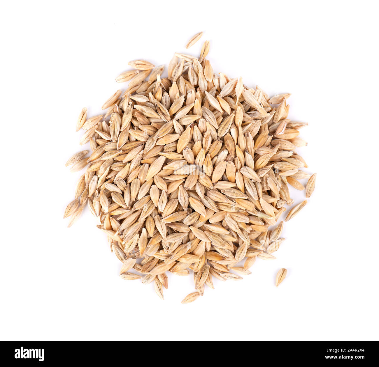 Malted barley grains, isolated on white background. Barley seed close