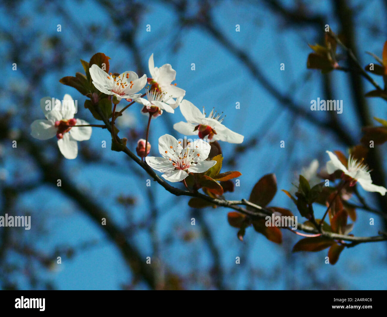 Begonias bloom background in spring Stock Photo