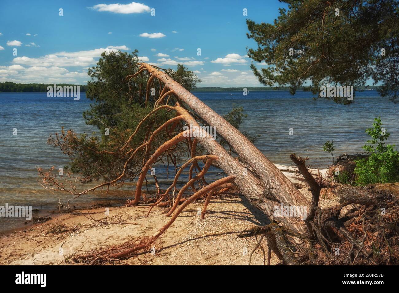 Fallen tree with exposed roots on the sandy shore of a lake or the sea looking along the length of the trunk over the water Stock Photo