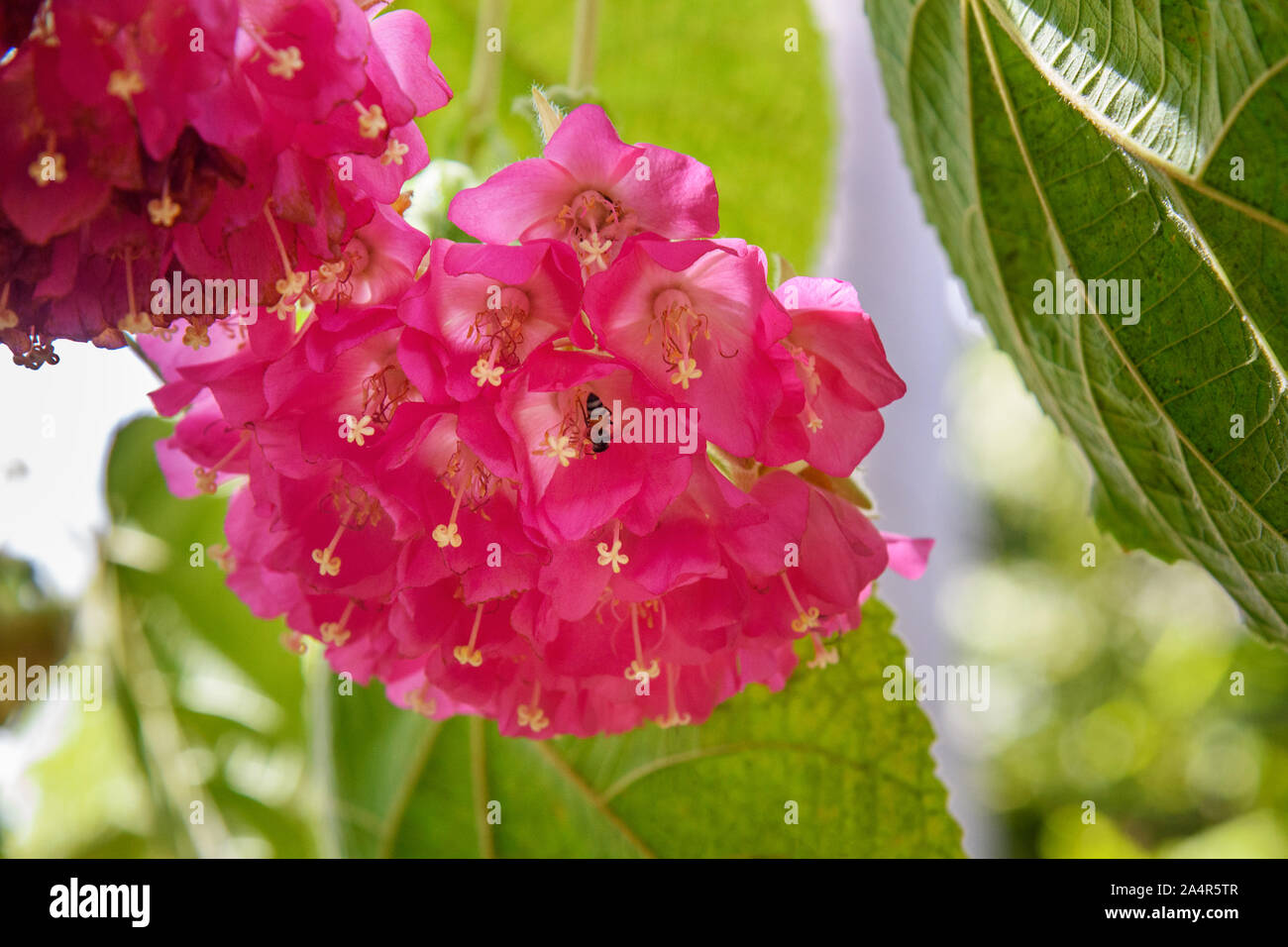 Pink Dombeya flower in Saheliyon ki Bari gardens or Courtyard of the Maidens in Udaipur. Rajasthan. India Stock Photo
