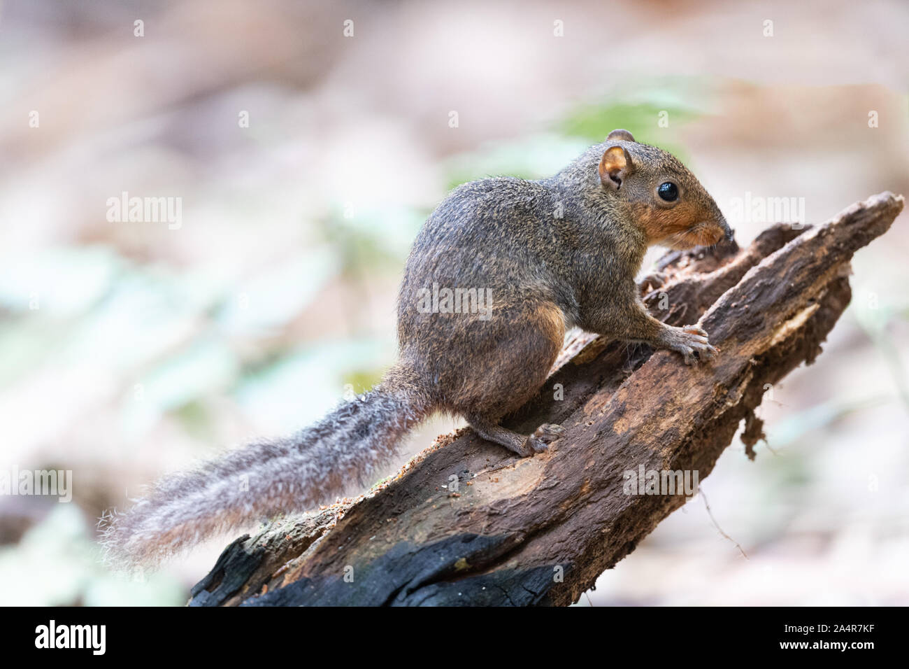 The Asian red-cheeked Squirrel (Dremomys rufigenis) is a species of rodent in the family Sciuridae. It is found in Cambodia, China, India, Laos, Malay Stock Photo