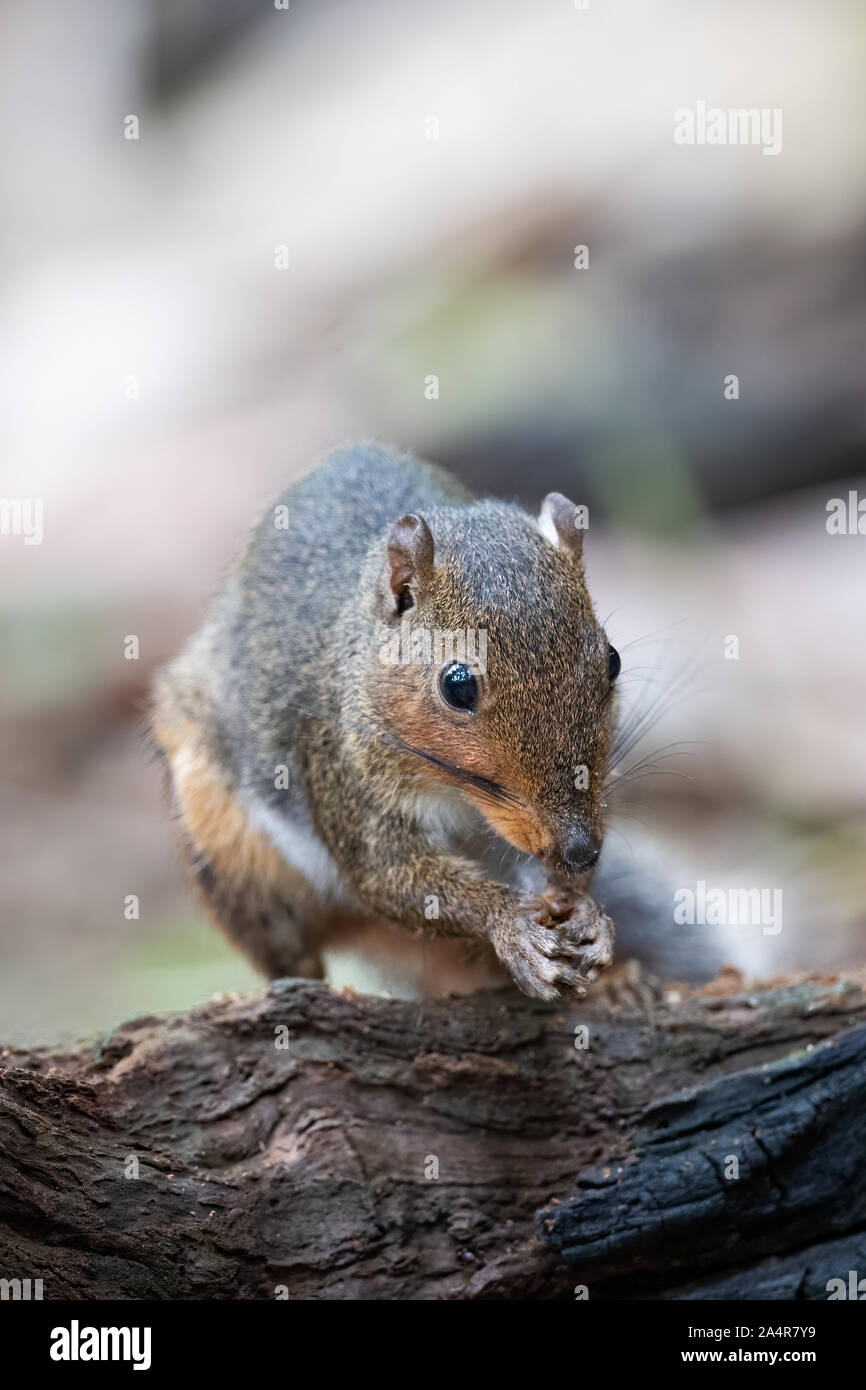 The Asian red-cheeked Squirrel (Dremomys rufigenis) is a species of rodent in the family Sciuridae. It is found in Cambodia, China, India, Laos, Malay Stock Photo