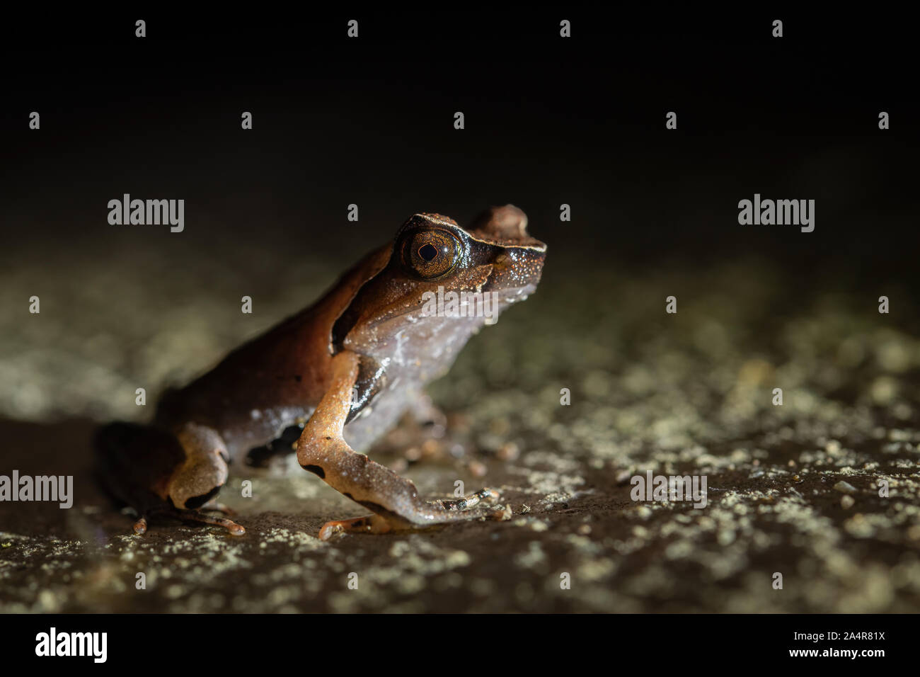 Megophrys major is a species of toad found in Thailand. Stock Photo