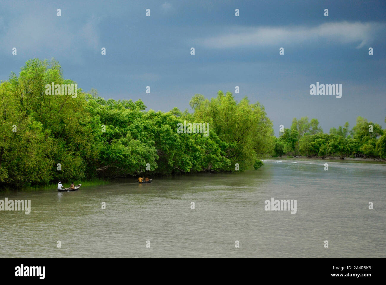 Home of royal bengal tiger hi-res stock photography and images - Alamy