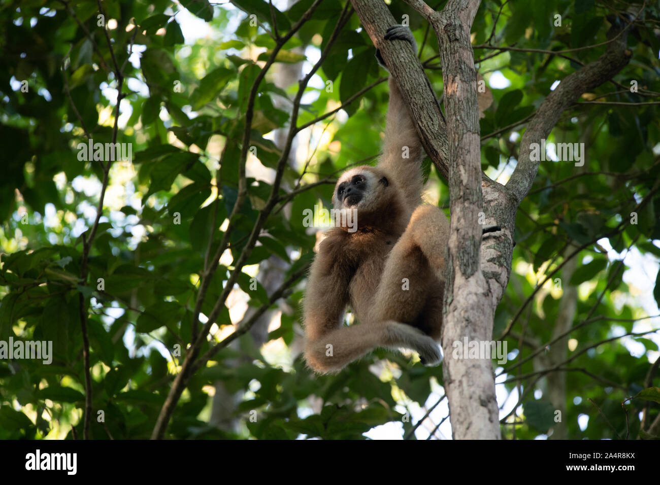 The lar gibbon (Hylobates lar), also known as the white-handed gibbon, is an endangered primate in the gibbon family, Hylobatidae. Stock Photo