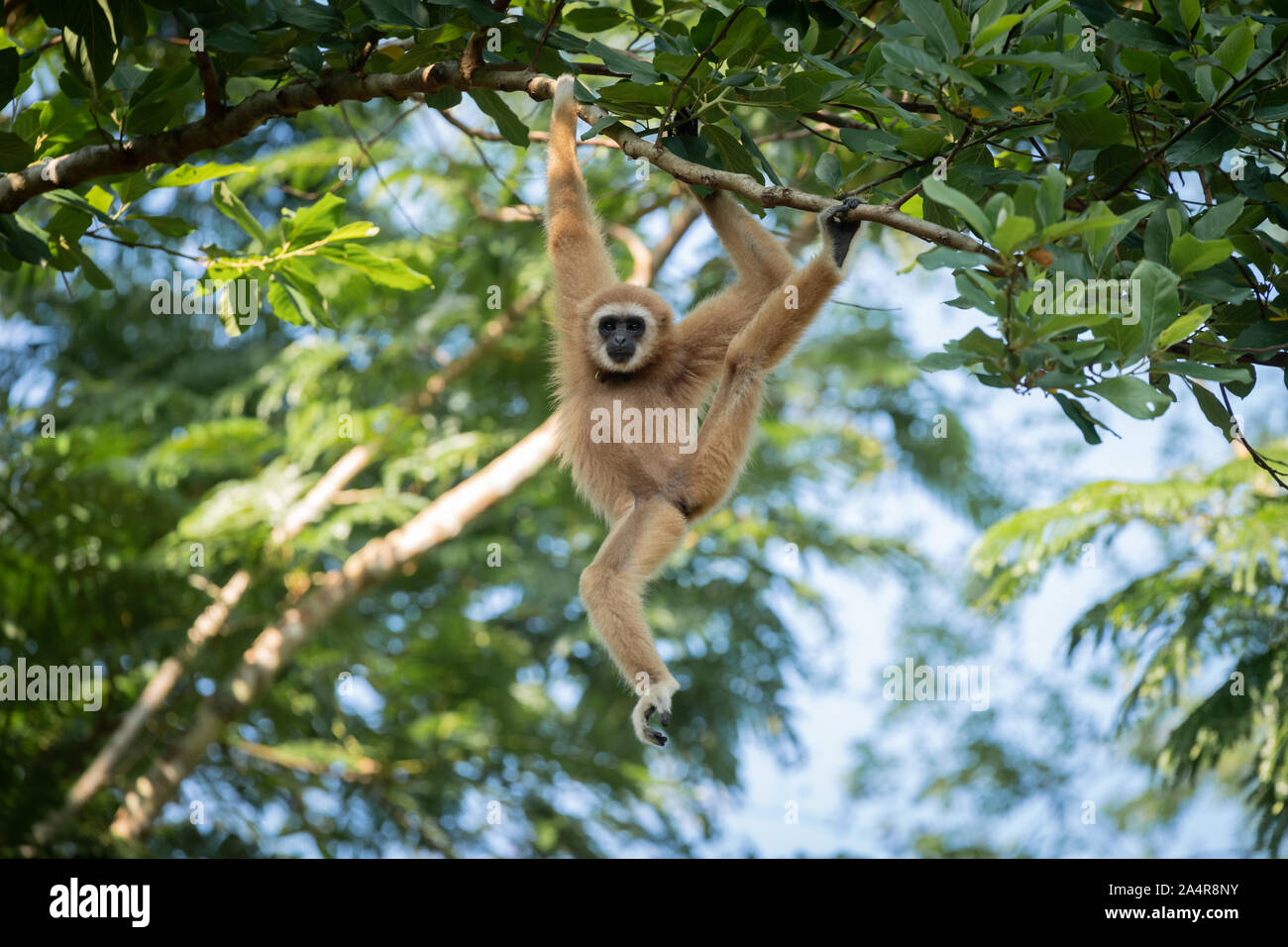 The lar gibbon (Hylobates lar), also known as the white-handed gibbon, is an endangered primate in the gibbon family, Hylobatidae. Stock Photo