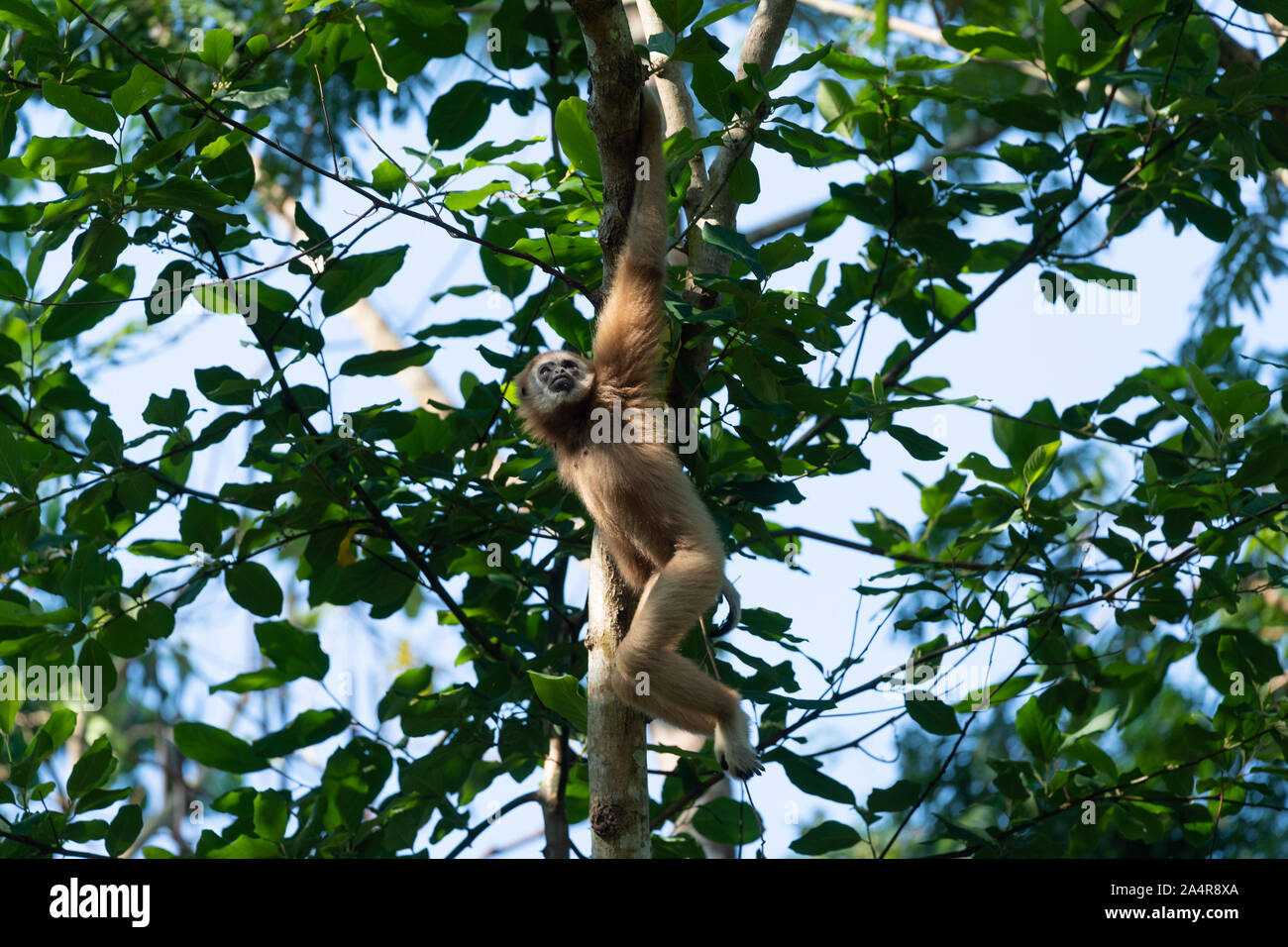 The lar gibbon (Hylobates lar), also known as the white-handed gibbon, is an endangered primate in the gibbon family, Hylobatidae. Stock Photo