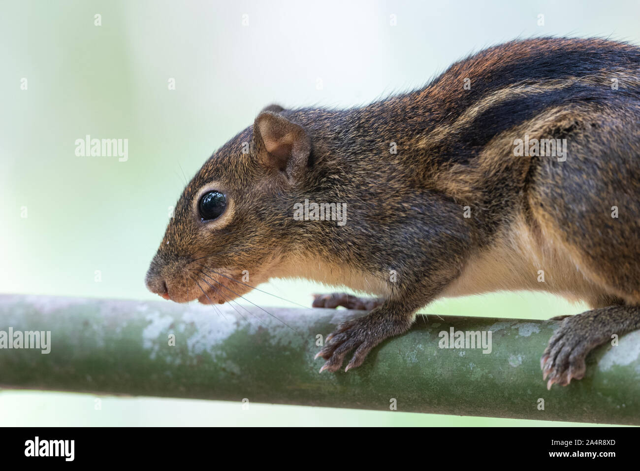 The Berdmore's ground squirrel (Menetes berdmorei) or Indochinese ground squirrel is found in Southeast Asia, from the east of Myanmar to Vietnam. Stock Photo