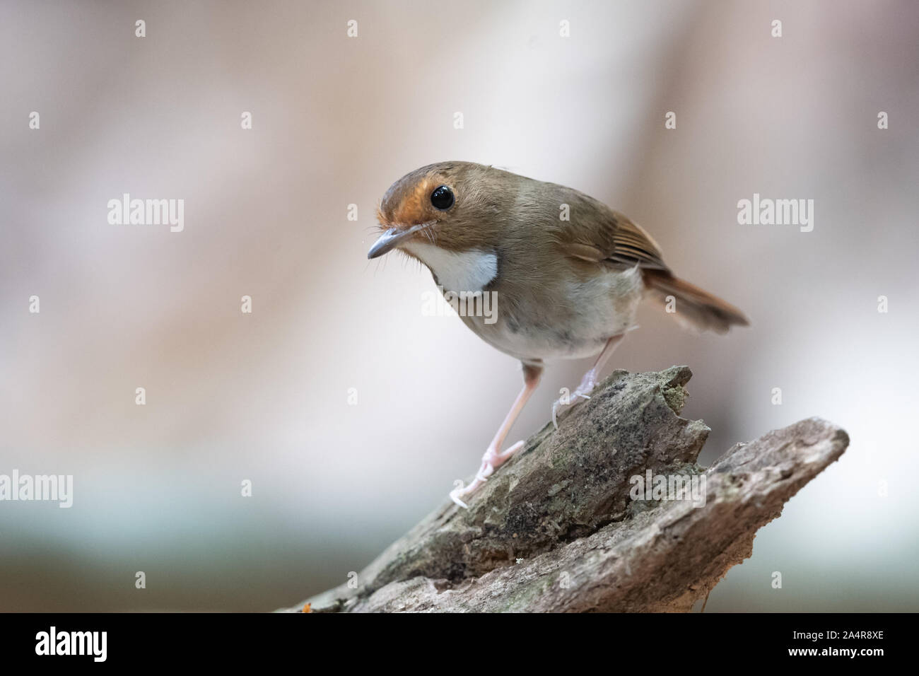 Old world flycatcher family hi res stock photography and images
