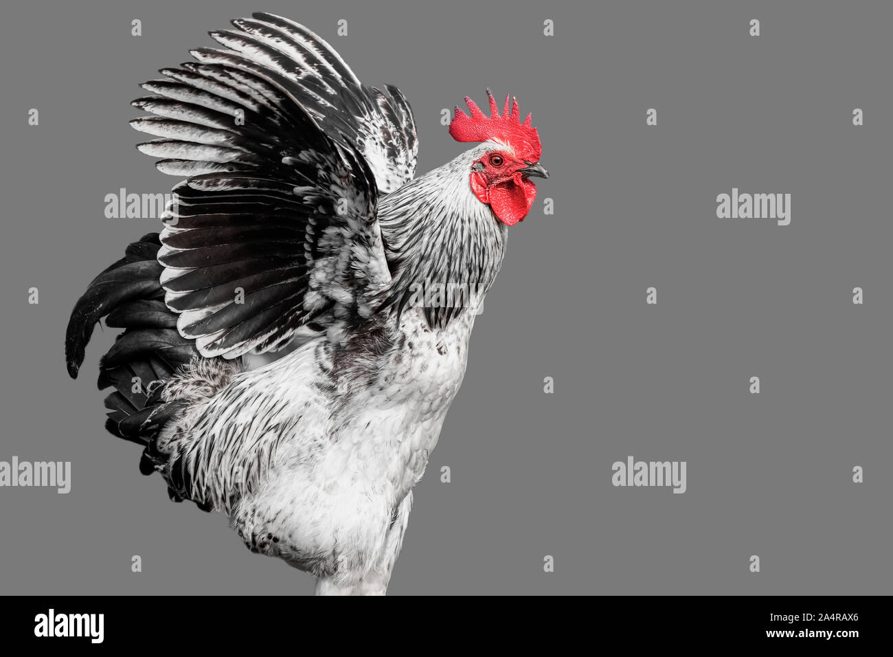 Red head Rooster pose with red as the only colour in a black white image  Stock Photo