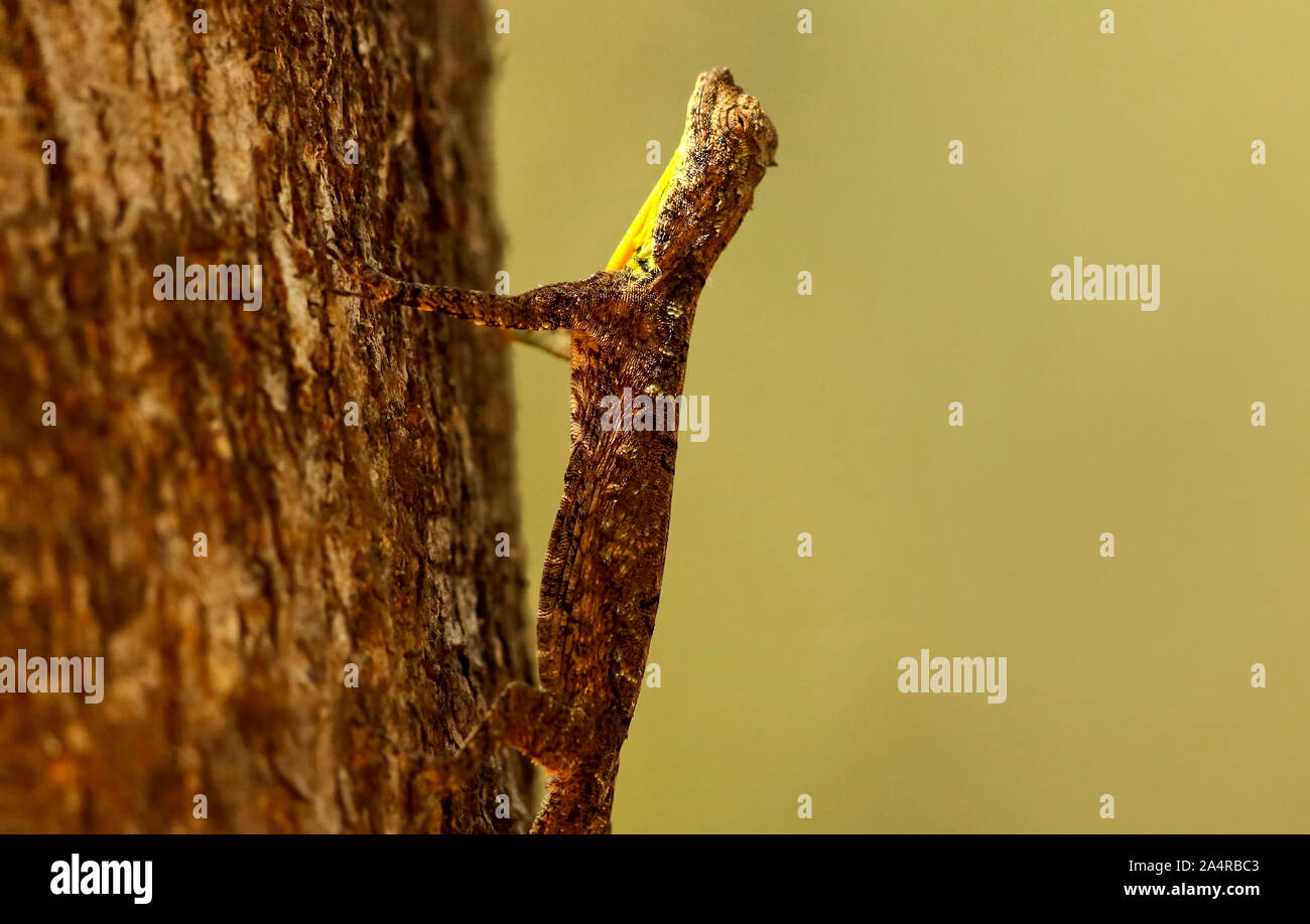 Indian flying lizard or Draco, Draco dussumieri, Ganeshgudi, Karnataka ...