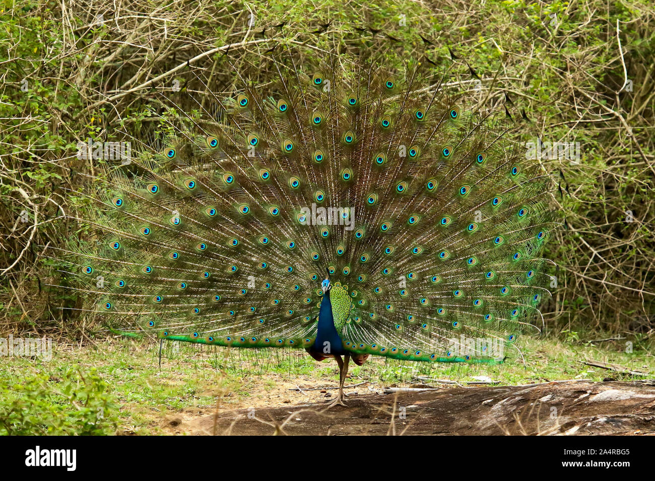 Peacock dancing, Pavo cristatus at Bandipur National Park in Karnataka, India Stock Photo