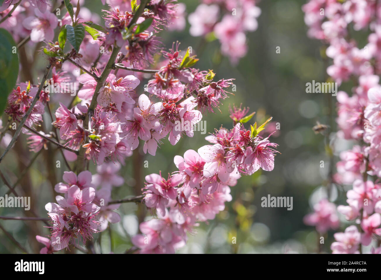 Blooming pink Cherry blossom with blur background Stock Photo - Alamy