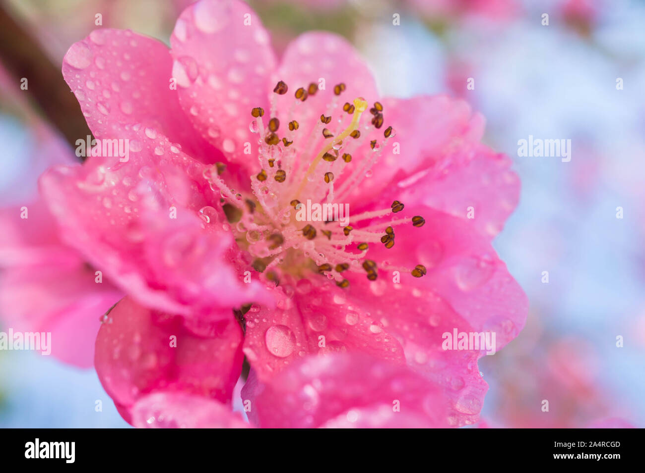 Pink Plum Bossom Rodada Capa De Fundo Estilo Chinês Fotografia Contexto  Branco Círculo Fotocall Pétalas Decaindo