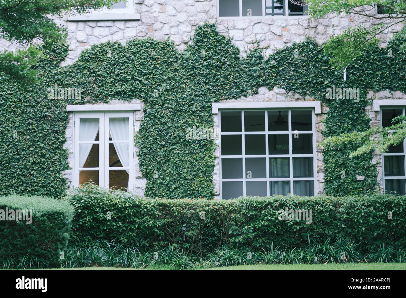 Brick wall and window covered with green creeper plant Stock Photo Alamy