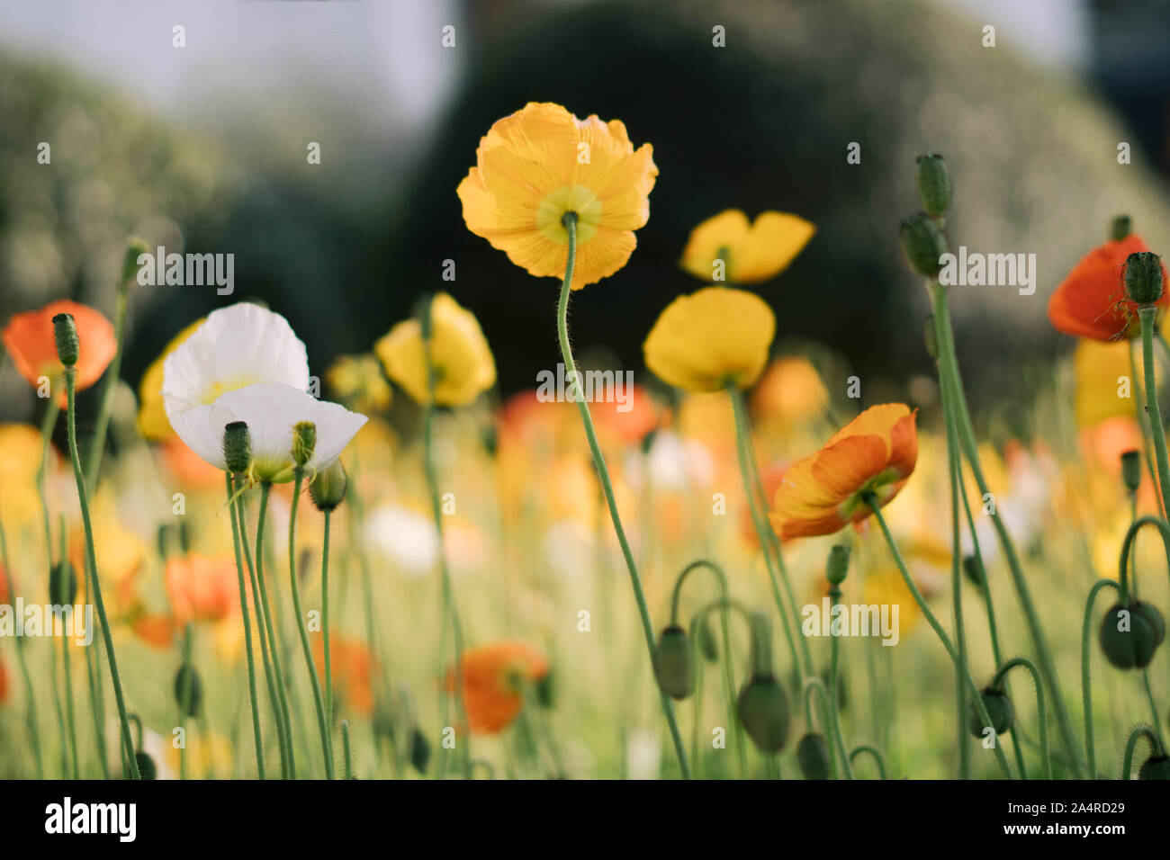 Poppy flower farm with nature hi-res stock photography and images - Alamy