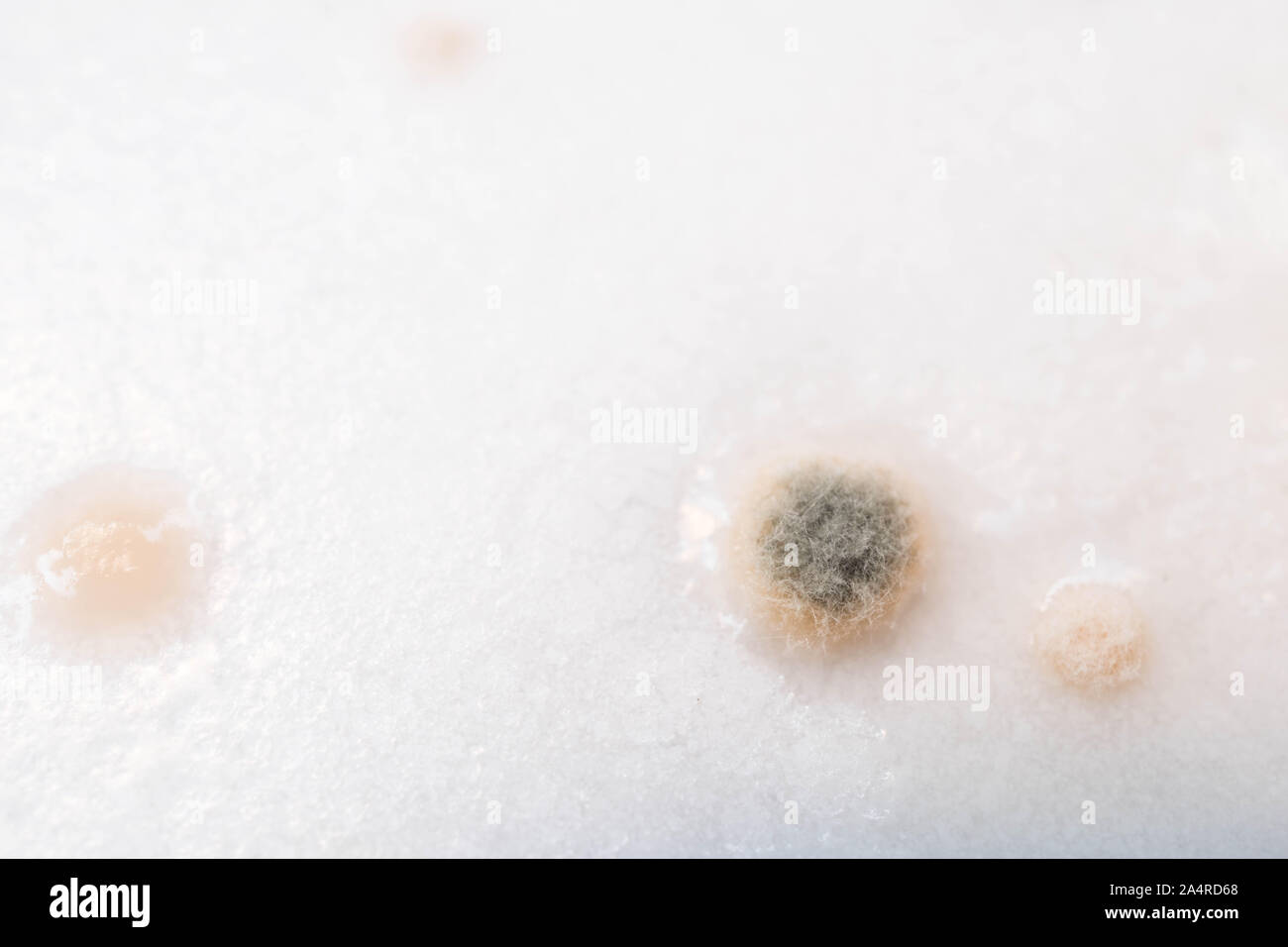 Fungus mold growing on coconut milk surface Stock Photo