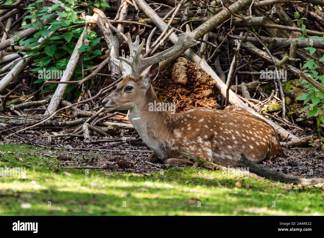 The fallow deer, Dama mesopotamica is a ruminant mammal Stock Photo