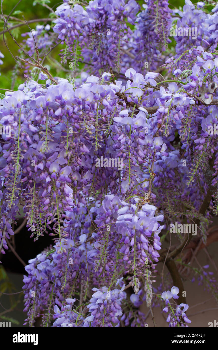 Beautiful tree with pink wisteria Stock Photo Alamy