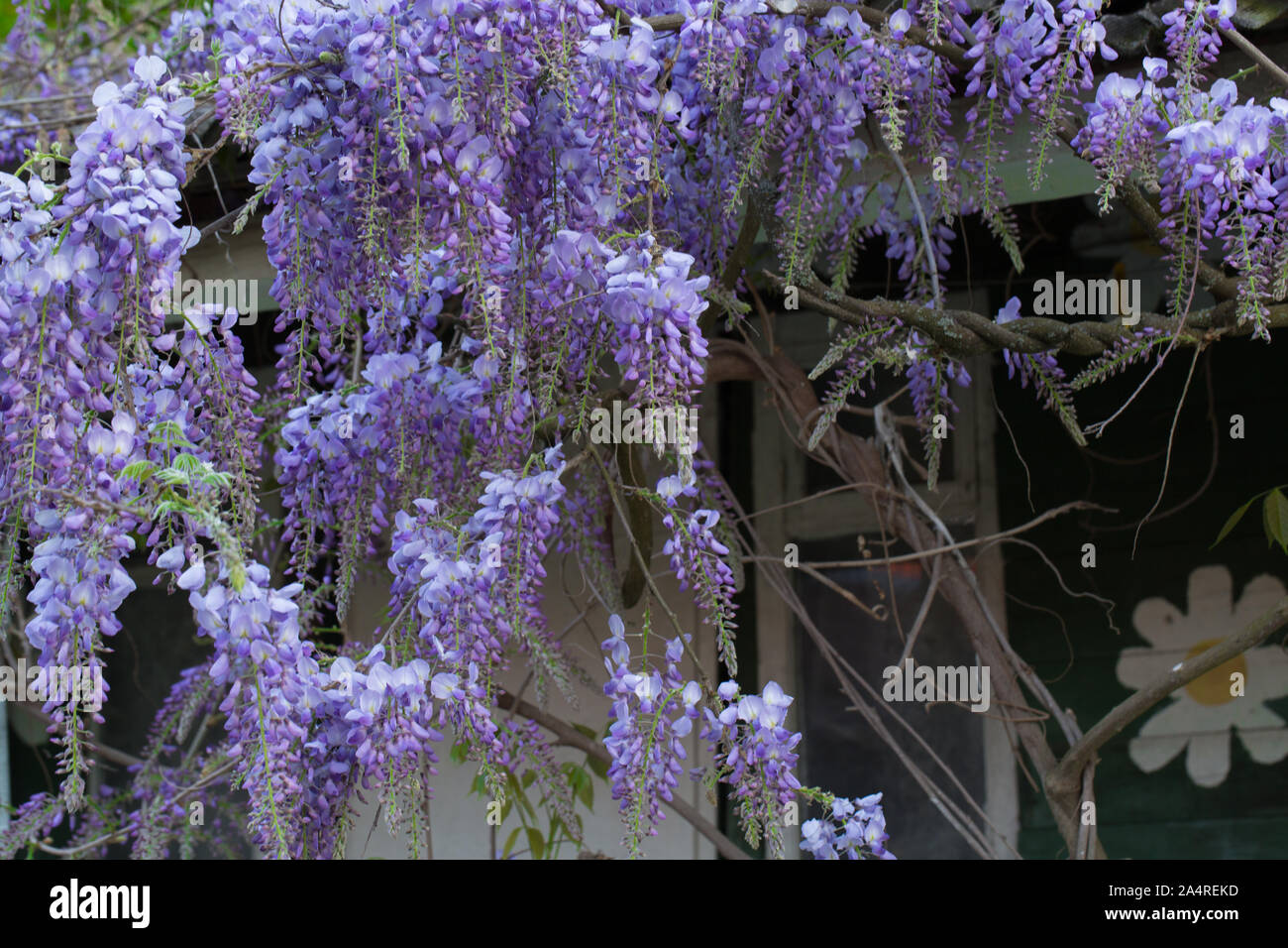 Beautiful tree with pink wisteria Stock Photo Alamy
