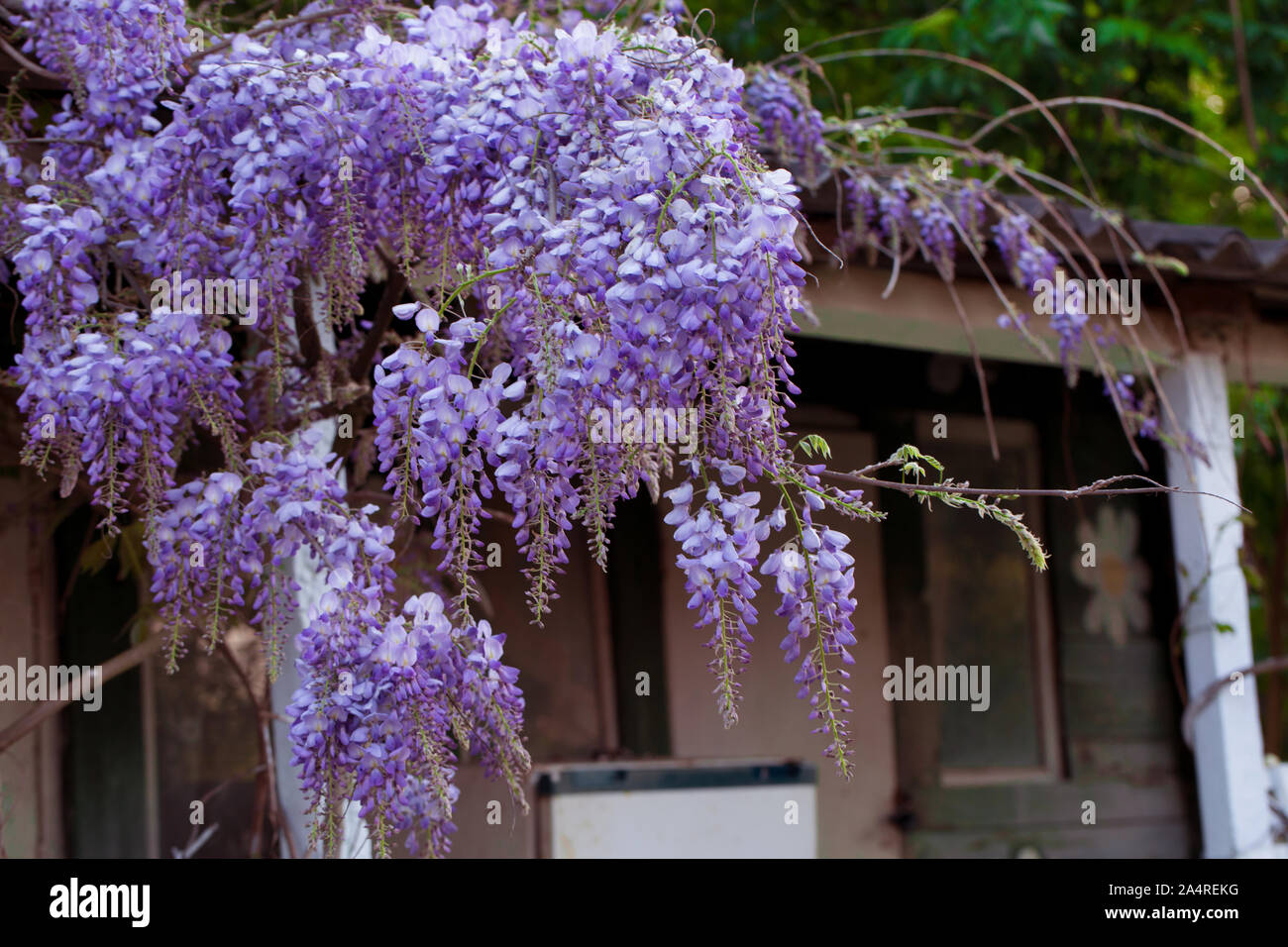 Beautiful tree with pink wisteria Stock Photo Alamy