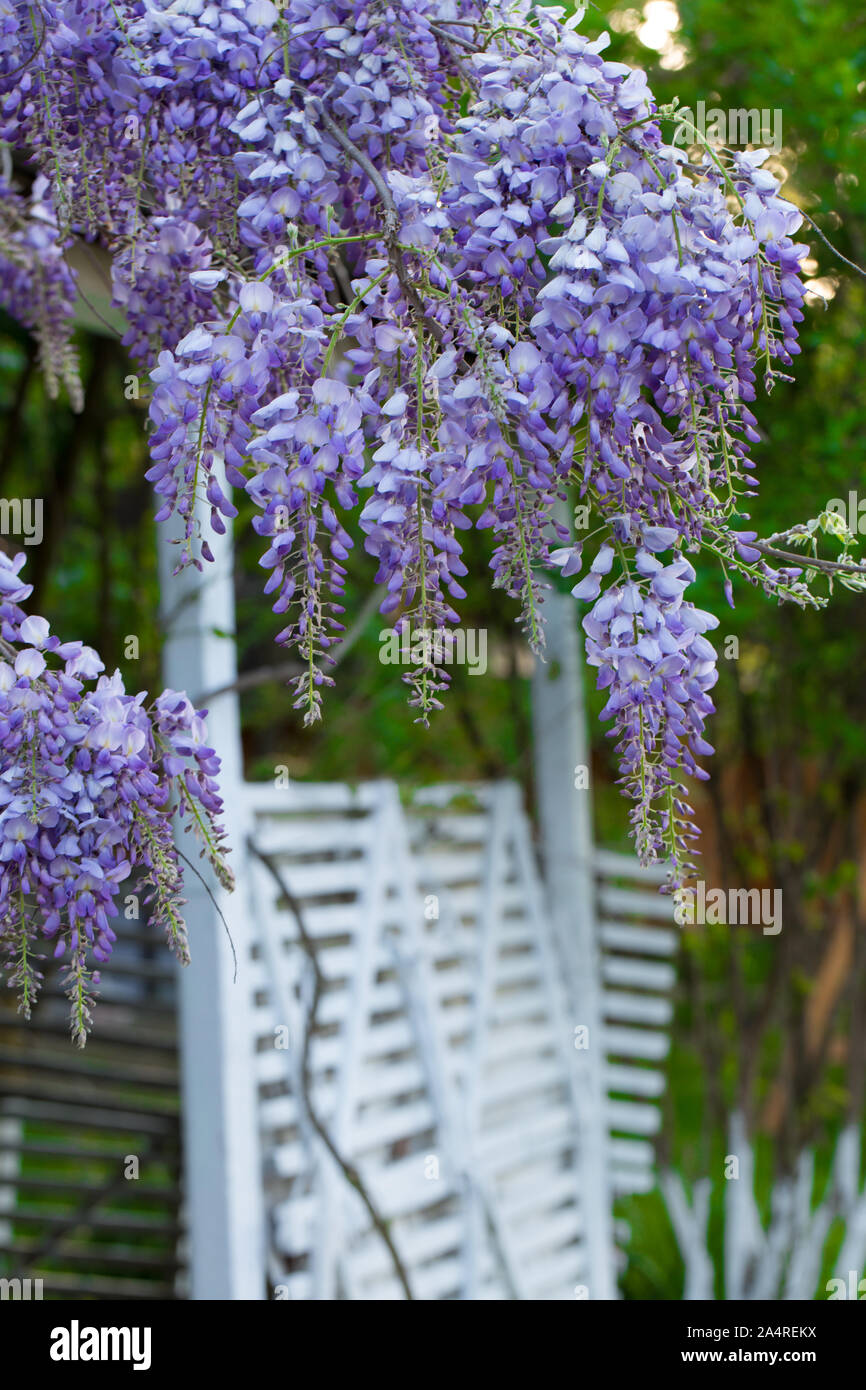 Beautiful tree with pink wisteria Stock Photo Alamy